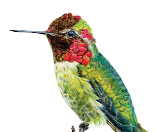 Annas Hummingbird - Watercolor Print - Bird Art - Boho Wall Art  - Botanical - Art Print - Southwest Garden