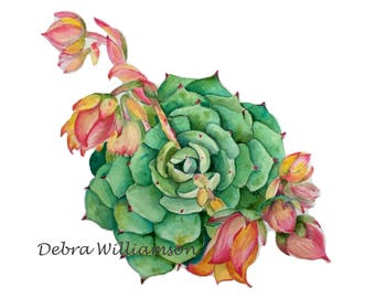 Watercolor Print - Blooming Echeveria - Succulent - Nature Lover - Boho Wall Art - Desert - Botanical - Floral - Art Print - Pink Flowers