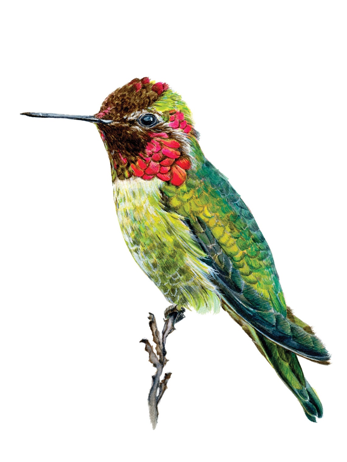 Annas Hummingbird Watercolor Print Bird Art Boho Wall Art Botanical Art