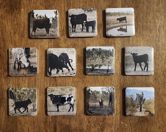 Black Angus Cow Photo Magnets: Rustic Farmhouse Decor, Animal Lover Gift