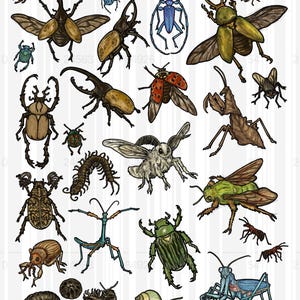 A Colourful Collection Of Bugs