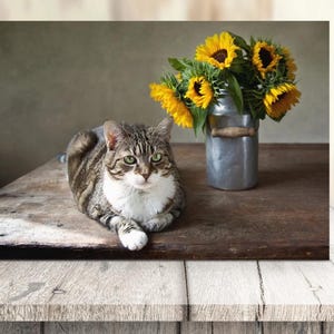 Fabulous Felines® Carte chat et tournesols, carte chat mignon, carte amoureux des chats avec des chats, carte dame chat, carte de voeux pour elle tournesols