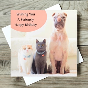 Carte d'anniversaire drôle de chat et de chien, carte drôle de chat, carte humoristique de chat, carte de chat originale, carte de chat insolite, carte d'amant de chat et de chien - sérieusement