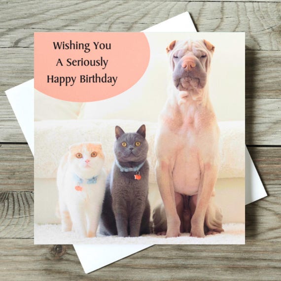 Old English Company Biglietto Di Auguri Di Compleanno Con Gatto – Divertente, 150x150mm, Fatto A Mano In UK