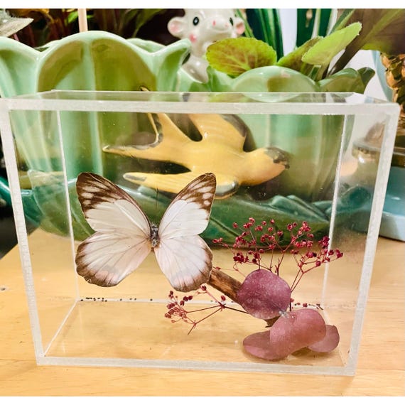 Taxidermy Butterfly in Lucite Cube – Preserved Specimen with Pressed Flowers & Twig | Vintage Nature Taxidermy | Cottagecore Curiosity Décor