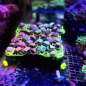 Adjustable Frag Rack & Protein Skimmer Stand: Reef Tank Accessories