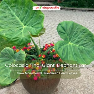 Colocasia Thai Giant Elephant Ear – Huge Blue-Green Heart Leaves Indoor/Outdoor Garden Focal Point • Fast-Growing