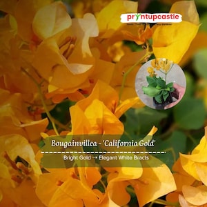Bougainvillea (California Gold) Live Plant – Golden to White Bracts, Drought & Salt Tolerant Tropical Vine for Pots, Hedges
