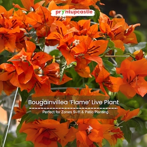 Bougainvillea ‘Flame’ Live Plant – 5–7″ Starter, Orange-Red to Yellow Blooms, Drought Tolerant Vine for Patio, Wall & Basket Garden