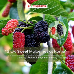 Dwarf Everbearing Mulberry Tree – Morus Nigra Live Plant, Sweet Edible Fruit, Compact Grower for Pots or Garden, 6–7″ Starter