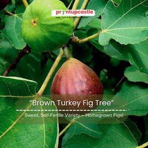 Fig Tree &#39;Brown Turkey&#39; – Live Fruiting Plant, Sweet Edible Figs, Self-Fertile, 4–8&quot; Tall, Grows in Zones 7–9