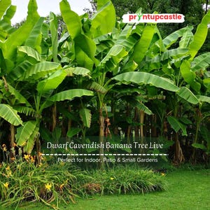 Dwarf Cavendish Banana Tree Live – Musa acuminata 4–6” Starter in Cup, Indoor/Patio Fruit Plant, Edible Tropical Banana