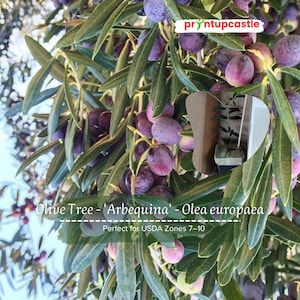 Arbequina Olive Tree Live Plant – Olea europaea 4–8&quot; Cutting, Drought Tolerant Fruit & Foliage Olive Tree for Garden or Container