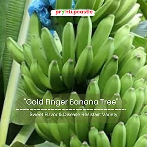 Gold Finger Banana Tree – Live Musa FHIA-01 Plant, 5″ Tall Starter in Pot, Cold Hardy, Sweet Flavor, Great for Containers or Garden