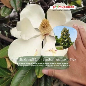 Southern Magnolia Live Plant: Evergreen Tree Cutting, Ornamental Landscaping
