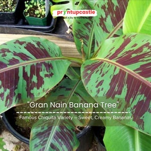Gran Nain Banana Tree – Live Musa Acuminata Plant, 8–10″ Tall, Cavendish Chiquita Variety in Pot, Fast Growing & Fruit Bearing