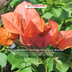Orange Bougainvillea Live Plant: Drought Tolerant Tropical Vine