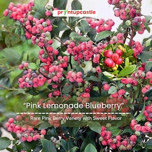 Pink Lemonade Blueberry – Live Vaccinium Rabbiteye Shrub, 6–8″ Tall, Sweet Pink Fruit, Low Chill, Zones 4–9, Starter Pot
