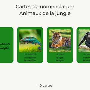 Cartes de nomenclature - animaux de la jungle