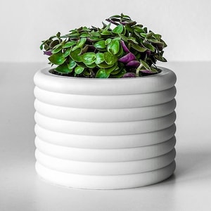May include: A white ceramic planter with a ribbed design, featuring a green plant with purple accents.