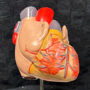 Vintage Anatomical Didactic Human Heart Model on Base Mid-20th Century Made in W. Germany