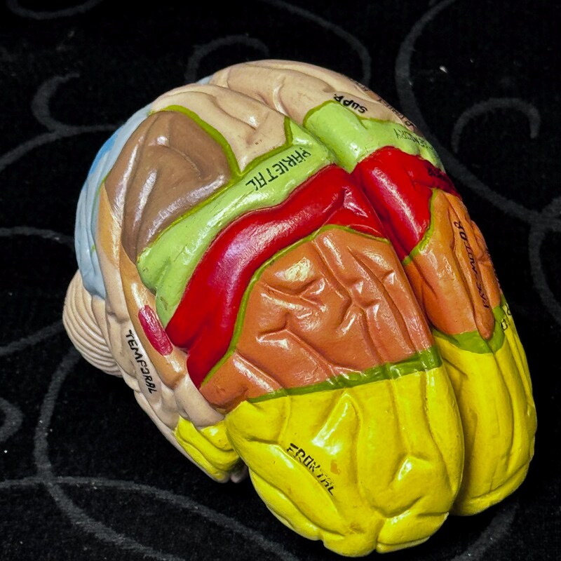 Brain Sculpture - Etsy