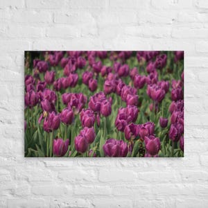 Printed Canvas Wall Art - Purple Tulip Flower Field in Osaka Japan - Botanical Pattern Artwork for Living Room, Bedroom, Office Decor