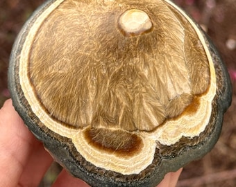 Polished Barite | Baryte | Marcasite | Pyrite Poland 2p-6
