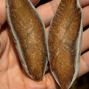 May include: Two brown, leaf-shaped objects with a textured surface and a light grey border are held in a hand. The objects have a central vein pattern and a gradient of colour from light to dark brown.