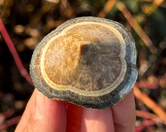 Polished Barite | Baryte | Marcasite | Pyrite Poland 2p-4