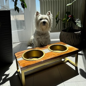 Może przedstawiać: Biały pies siedzi przed drewnianym stojakiem na miski dla zwierząt z dwoma złotymi miskami. Stojak ma wkładkę z białego marmuru i złotą metalową ramę.