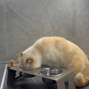 May include: A light brown cat eating from a raised double stainless steel pet bowl set. The bowls are elevated on a gray metal stand with a cat paw print design.