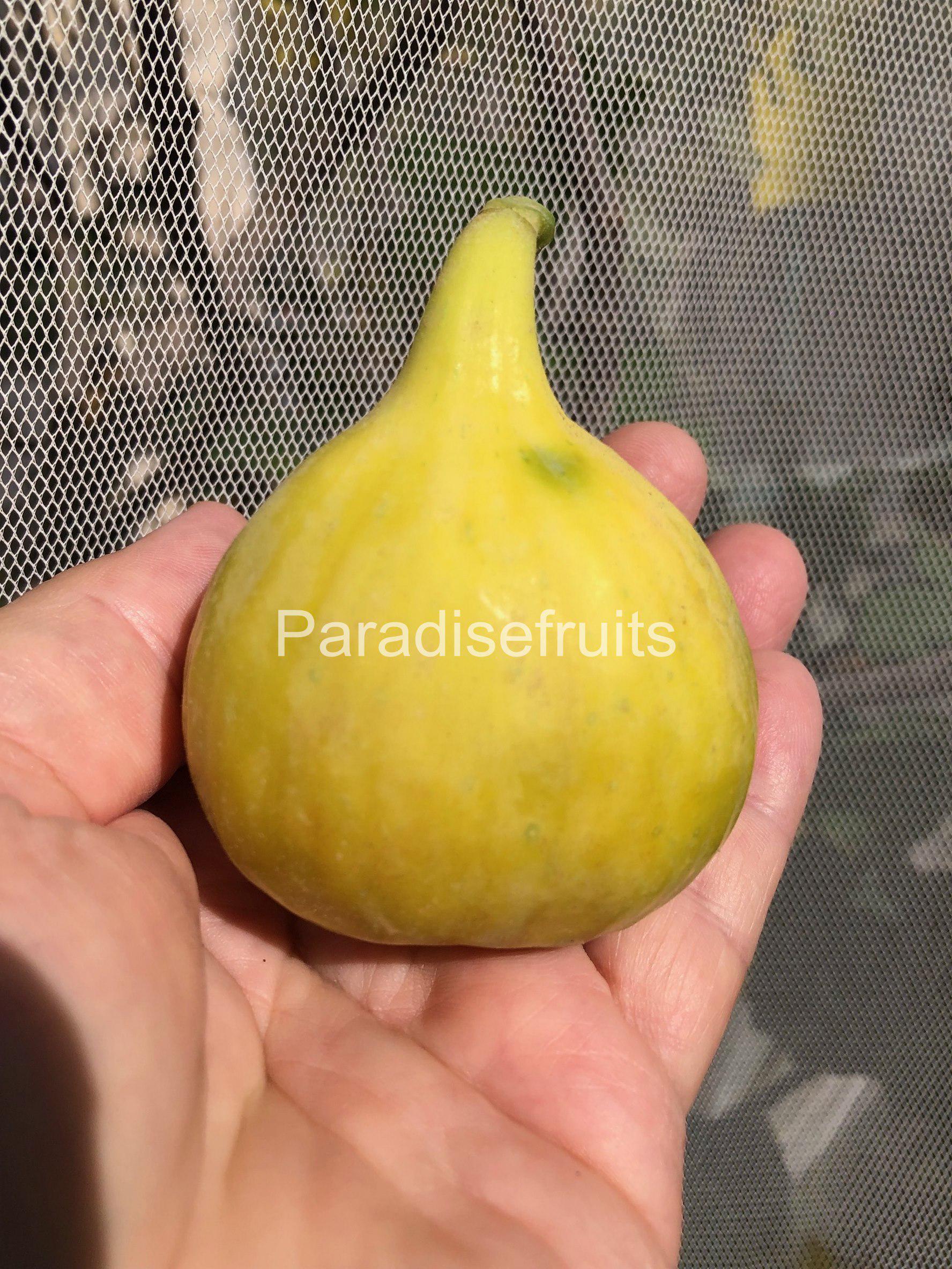 イチジク 苗木 Yellow Long Neck Fig(イエロー ロング ネック)