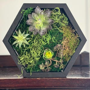 Moss and Faux Succulent Hexagons