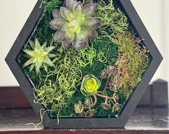 Moss and Faux Succulent Hexagons