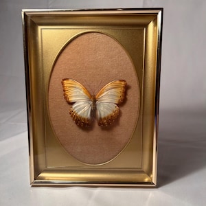 Vintage Framed Butterfly Specimen, Gold Baroque Shadow Box Frame (8.5x6 inches)