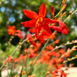 Crocosmia corms with plants. Red Orange flowers Hummingbirds love!