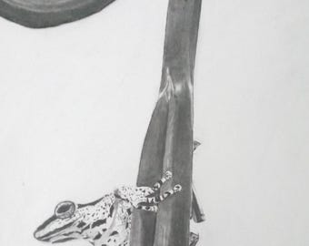 Dibujo original de rana en grafito: Arte de reptiles (16,5 x 11,75)