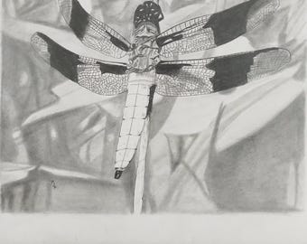 Original Dragonfly Graphite Drawing: Black and White Insect Art (12x14.5in, Unframed)