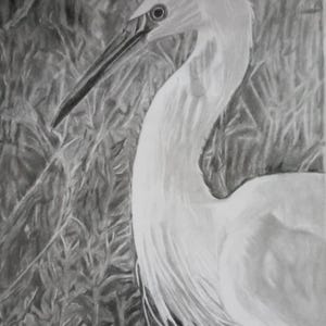 Könnte beinhalten: Eine Schwarzweiß-Bleistiftzeichnung eines weißen Reiher mit dem Kopf zur Seite gedreht. Der Vogel steht in einem Dickicht aus hohem Gras.