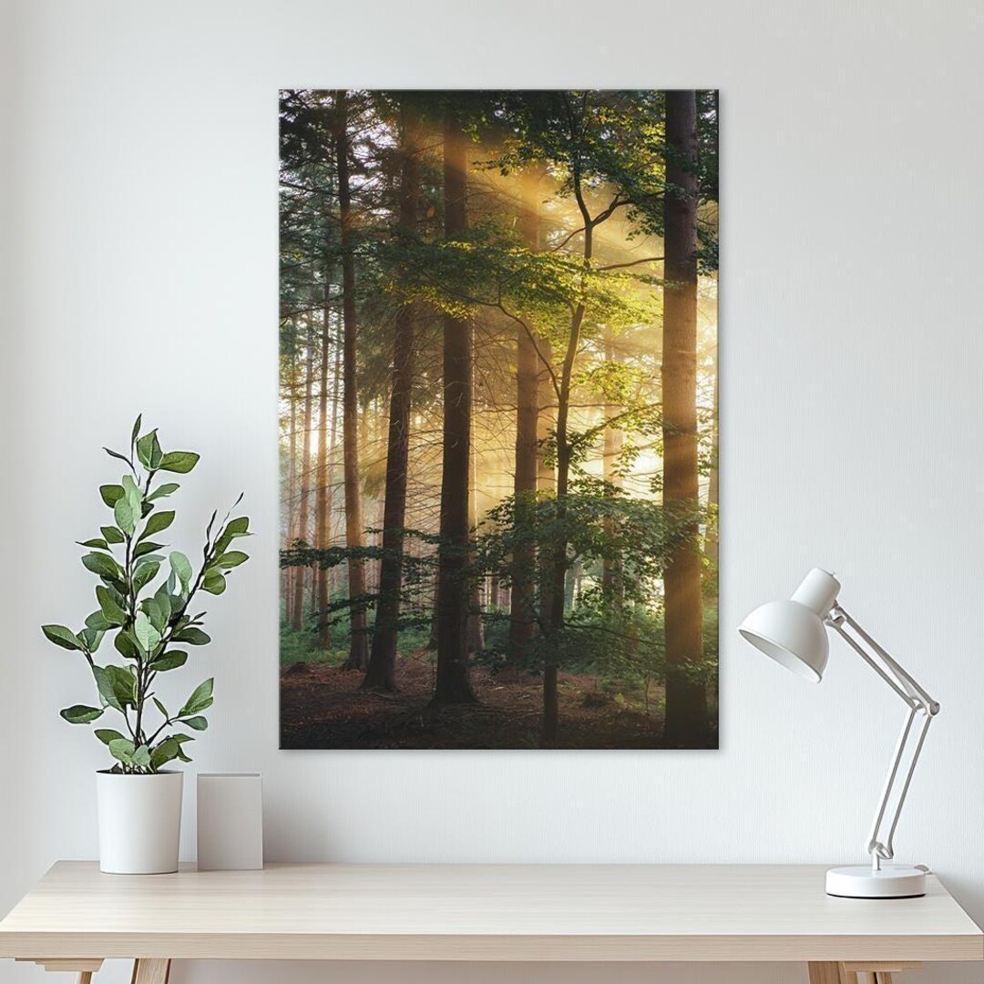 Sunlight Through Forest Trees Canvas Print: Serene Woodland Landscape ...