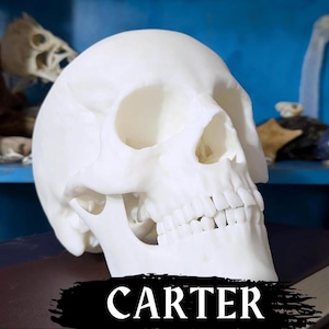 Crâne de Jimmy Carter