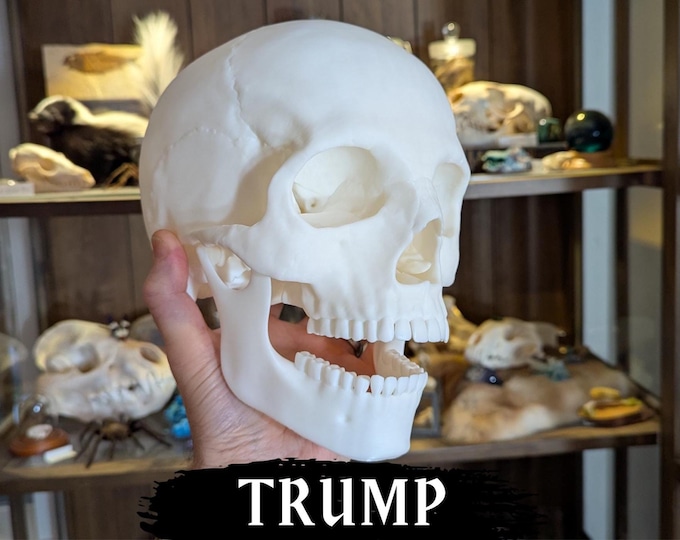 Featured listing image: Skull of Donald Trump