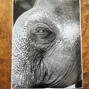Puede incluir: Una fotografía en blanco y negro de primer plano de un ojo de elefante. El ojo está parcialmente cerrado y las arrugas alrededor del ojo son visibles. La piel del elefante es texturizada y tiene un patrón moteado.