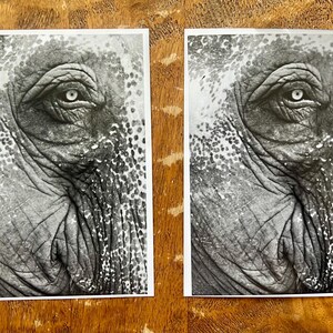 Puede incluir: Una fotografía en blanco y negro de primer plano de un ojo de elefante. El ojo está parcialmente cerrado y las arrugas alrededor del ojo son visibles.