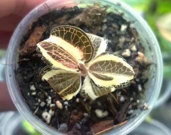 Anoectochilus Roxburghii Variegated (jewel Orchid) - Etsy