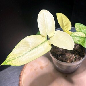 maranta prayer plant Prayer Plant ‘Maranta leuconeura’ 6