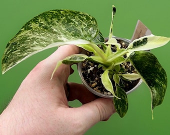 Philodendron Jose Bueno Variegated