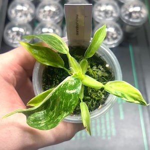 Philodendron Jose Bueno Variegated Starter