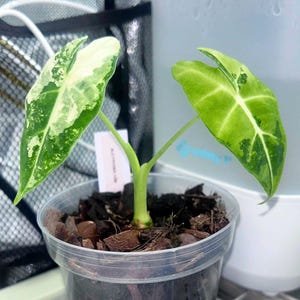 Alocasia Frydek Aurea - Etsy